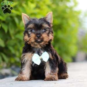 Mitchell, Yorkie Puppy